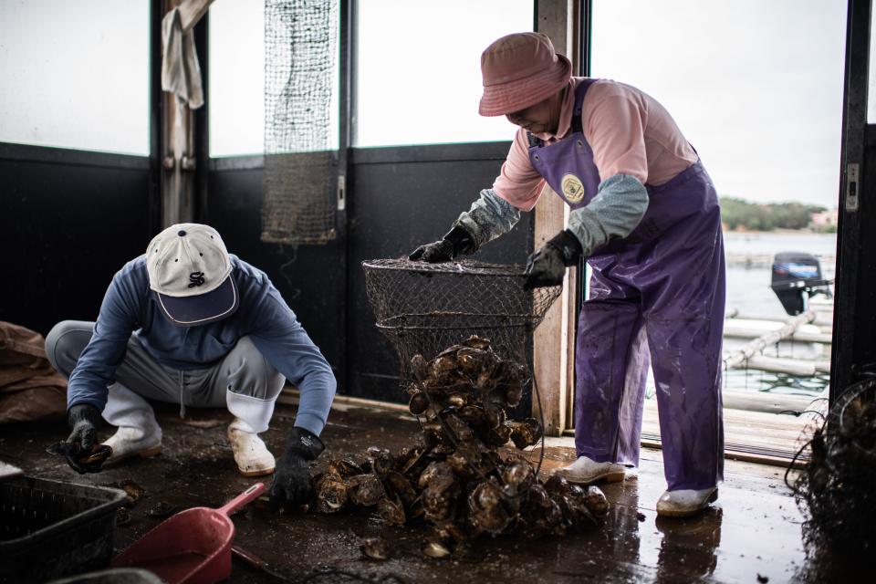 宮城縣是其中一個盛產日本蠔的縣份。宮城縣鄰近福島縣，當地的水產品將被特區政府禁止進口。圖為日本漁民清洗生蠔。（資料圖片，MARTIN BUREAU/AFP via Getty Images）