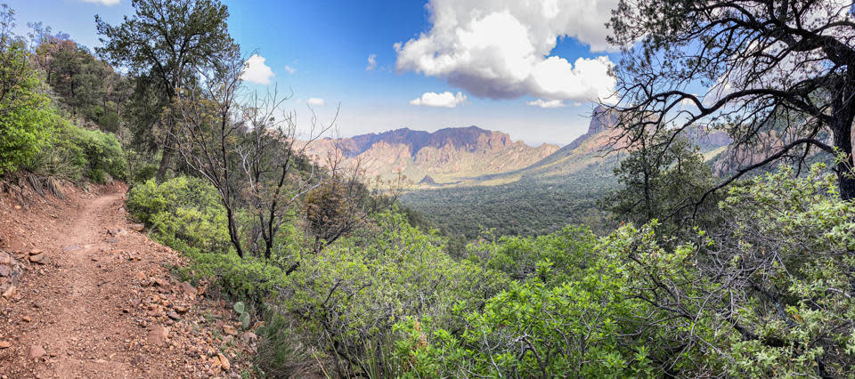 The Pinnacle Trail winds through the forest in the Chisos Mountains. / Credit: NPS/CA Hoyt
