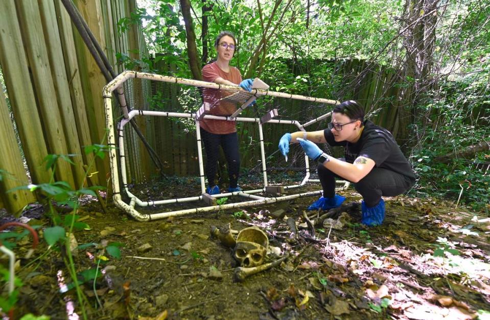 Forensic chemistry major Simone Fore, left, and Kyarra Beck, right, record and collect soil to test the volatile compounds that make a body smell during decomposition at Western Carolina University’s Forensic Osteology Research Station (FOREST) in Cullowhee, NC on Friday, September 8, 2023.