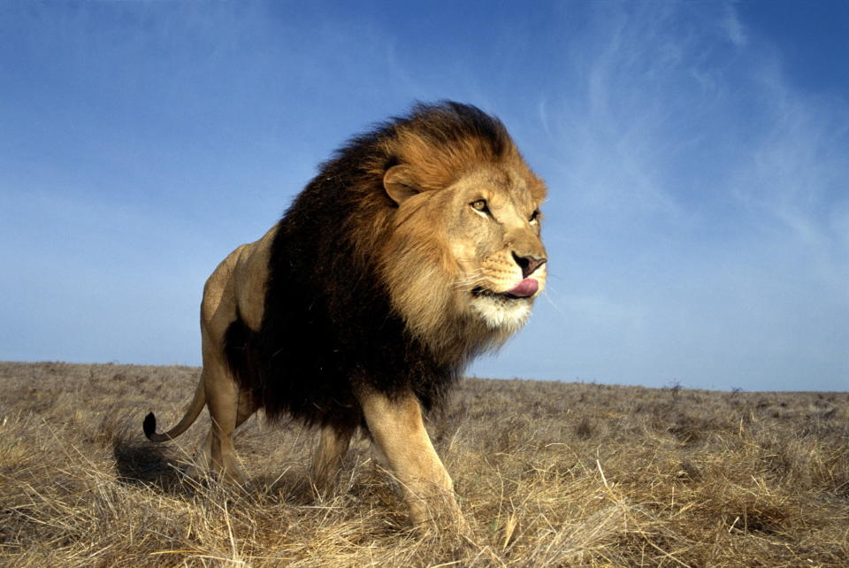 Lion (Panthera leo) walking
