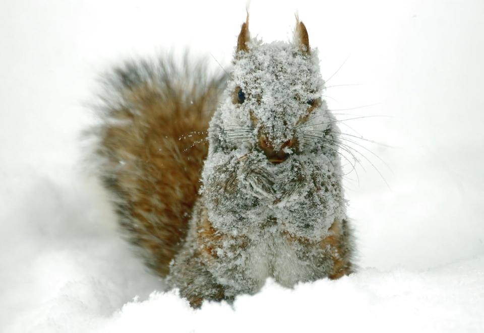 Yes, I am a bit chilly, why? <a href="https://www.shutterstock.com/image-photo/snow-covered-gray-squirrel-41186005" rel="nofollow noopener" target="_blank" data-ylk="slk:tim elliott/Shutterstock.com;elm:context_link;itc:0;sec:content-canvas" class="link ">tim elliott/Shutterstock.com</a>