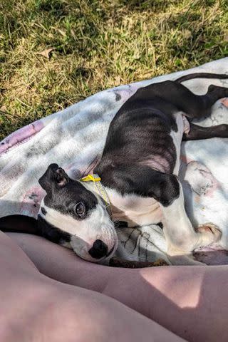 <p>Fort Wayne Animal Care & Control/Facebook</p> Louie the puppy at his foster home