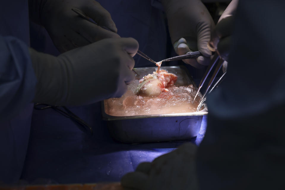 A pig kidney sits on ice, awaiting transplantation into a living human at Massachusetts General Hospital, Saturday, March 16, 2024, in Boston, Mass. (Massachusetts General Hospital via AP)