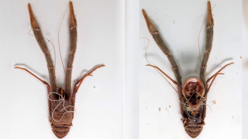 Staged photos show a deceased squat lobster in the Munida genus with a marine horsehair worm. Scientists recently sequenced the genome of this horsehair worm, which was found years ago inside a squat lobster. Its carapace is opened (right) to show where the parasitic worm was found. - Martin Sørensen