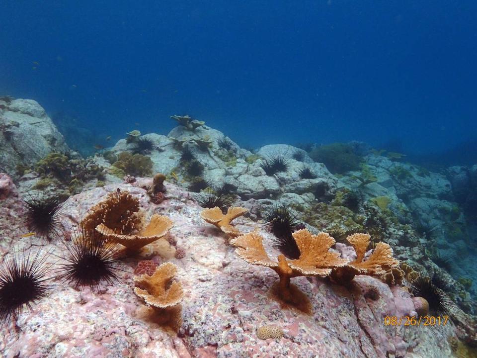 This 2017 image from a Caribbean coral reef shows a healthy number of diadema sea urchins, which graze algae off coral reefs and allow for better growth.