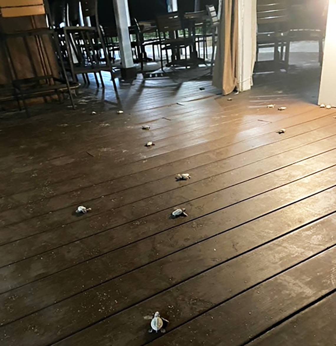 A group of newborn baby sea turtles crawl across a restaurant’s deck in Key West on July 18, 2022.