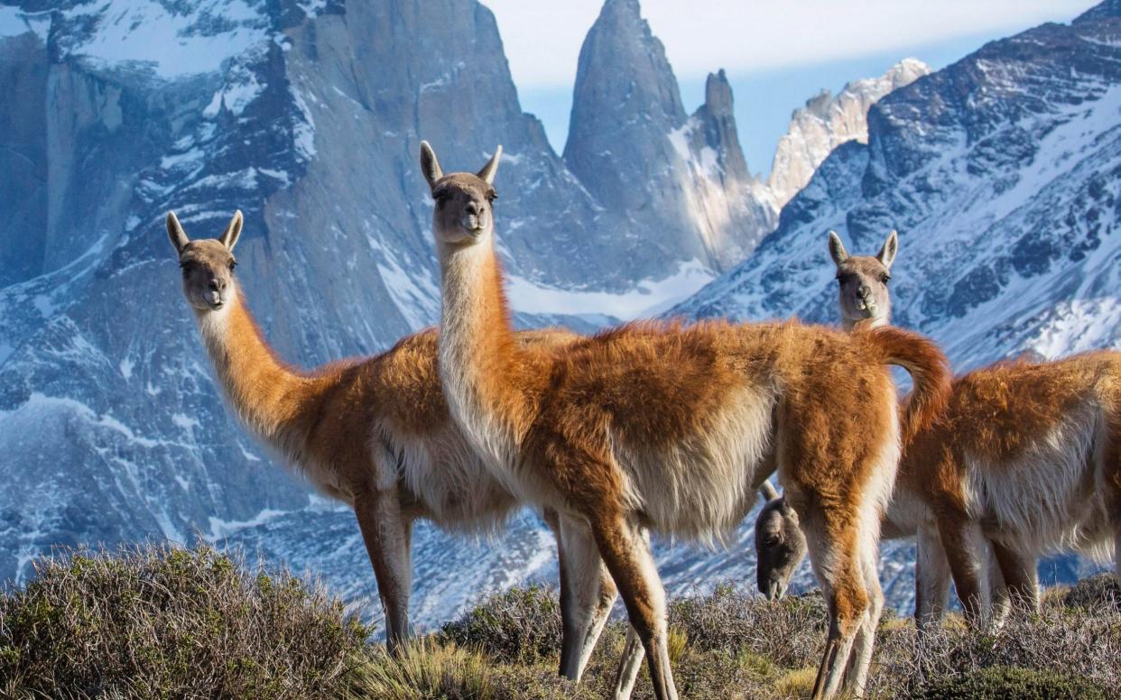 The guanacos were the prize item on this week's menu - 3