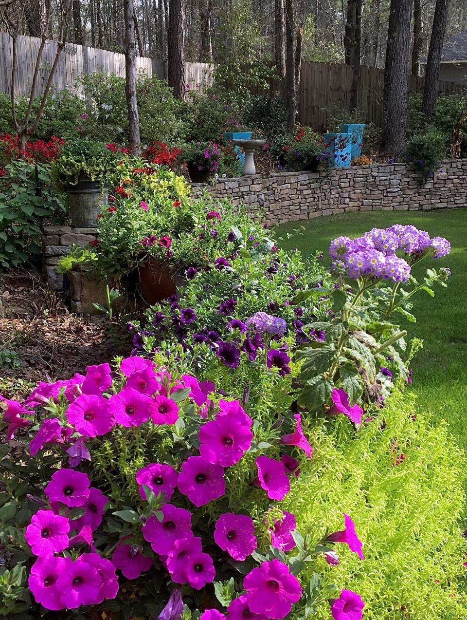 Supertunia Vista Jazzberry petunia in the foreground welcomes family to The Garden Guy’s backyard.