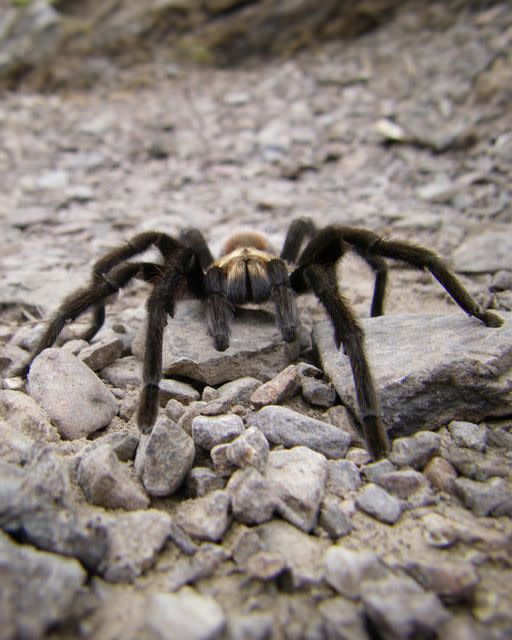 Close-up of a tarantula. (Photo: National Park Service)