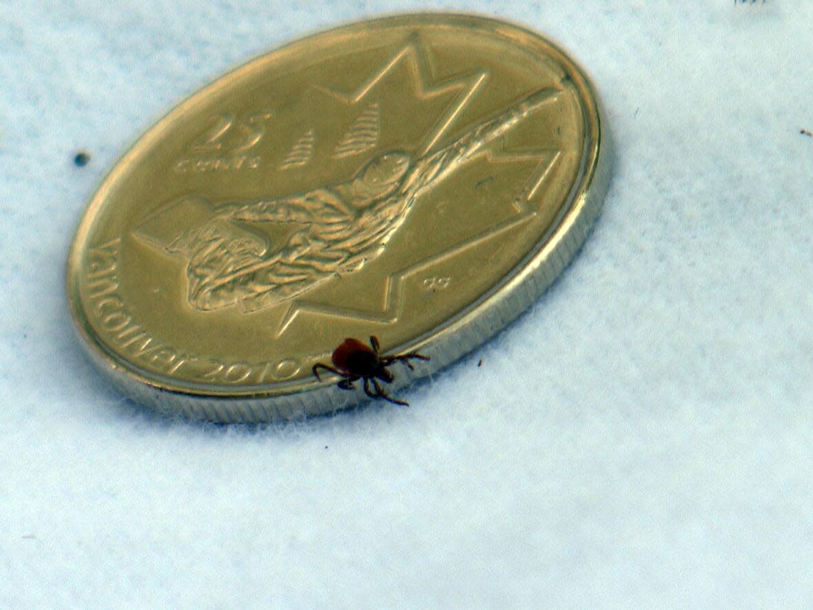 This is an adult black-legged tick, also known as a deer tick. These ticks can transmit bacteria even when in the nymph stage, which is much smaller and harder to see. (CBC - image credit)