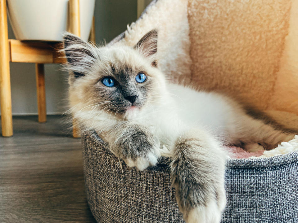 Closeup of a cat laying in a cat bed