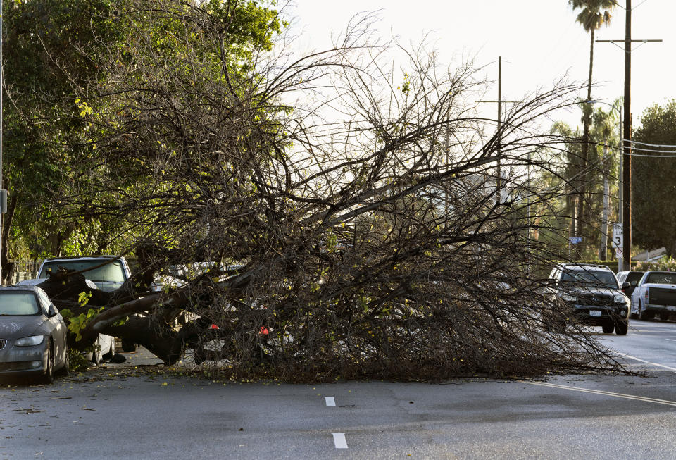 Traffic maneuvers around a fallen tree after a it was blown over by a passing storm in the Van Nuys section of Los Angeles on Sunday, Jan. 1, 2023. California was drying out and digging out on New Year's Day after a powerful storm brought drenching rain or heavy snowfall to much of the state, snarling traffic and closing highways. (AP Photo/Richard Vogel)