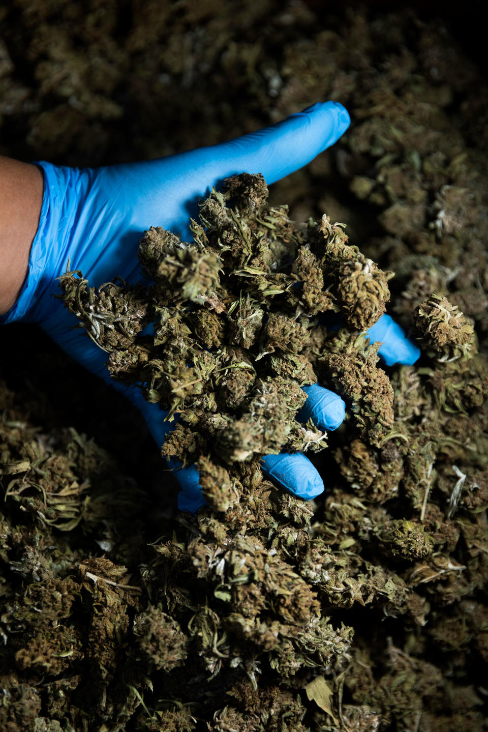 A staff member at Eastern Spectrum Group checks on a batch of drying cannabis flowers at their farm in Ratchaburi.<span class="copyright">Cedric Arnold for TIME</span>