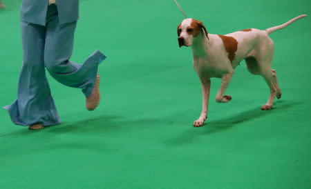 A handler shows a Pointer during the first day of the Crufts Dog Show in Birmingham, Britain, March 7, 2019. REUTERS/Hannah McKay