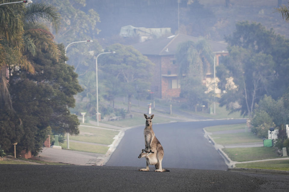 A Kangaroo on an empty street in Tathra during a bushfire on the NSW south coast in 2018. Source: Getty