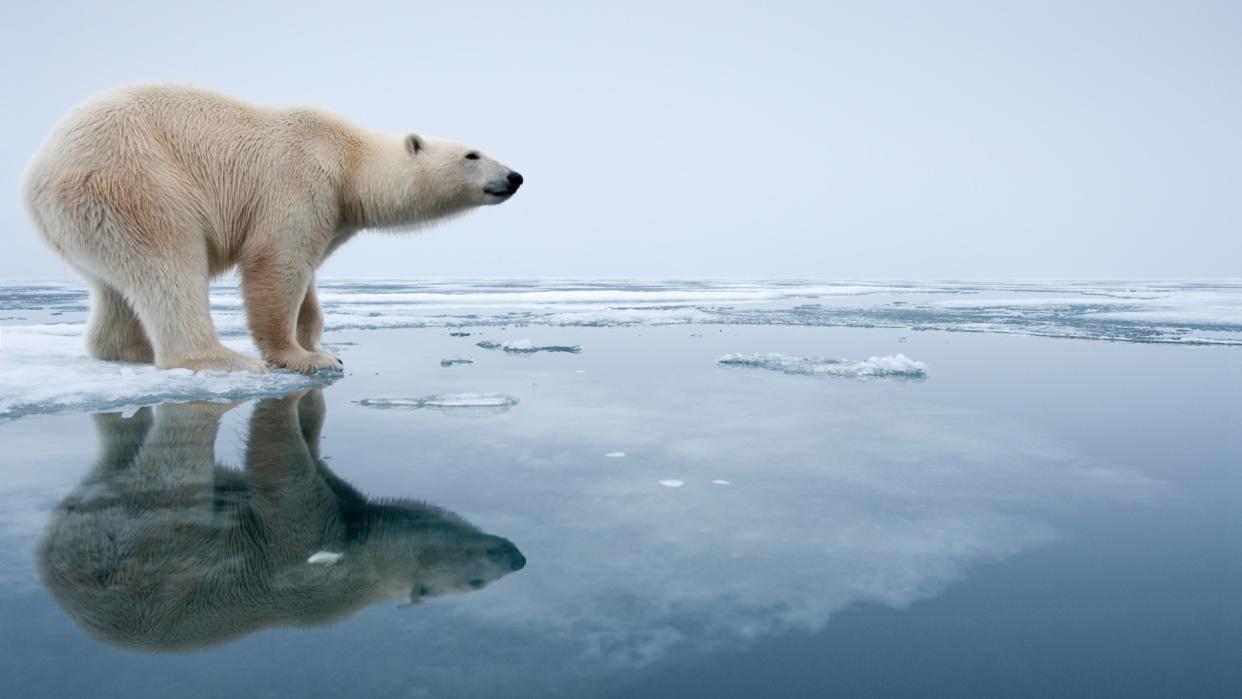  A polar bear on melting ice in Svalbard, Norway. 