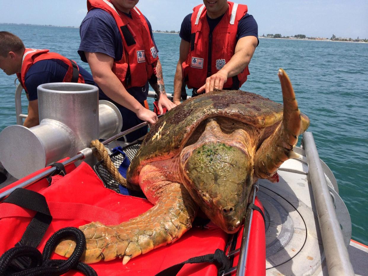 Mrs. Turt Lee, a 255-pound female Loggerhead turtle was rescued by the U.S. Coast Guard after a boat strike off of Longboat Pass in June 2014. She was named for Chief Petty Officer Ekahi Lee, supervisor of the crewmembers who rescued the turtle. She was later returned to the Gulf of Mexico in May 2015, after recovering at the turtle hospital at Mote Marine Laboratory and Aquarium.