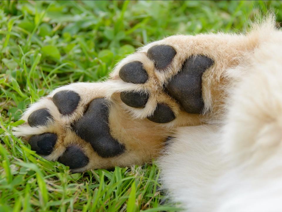 dog feet paws toe beans paw pads