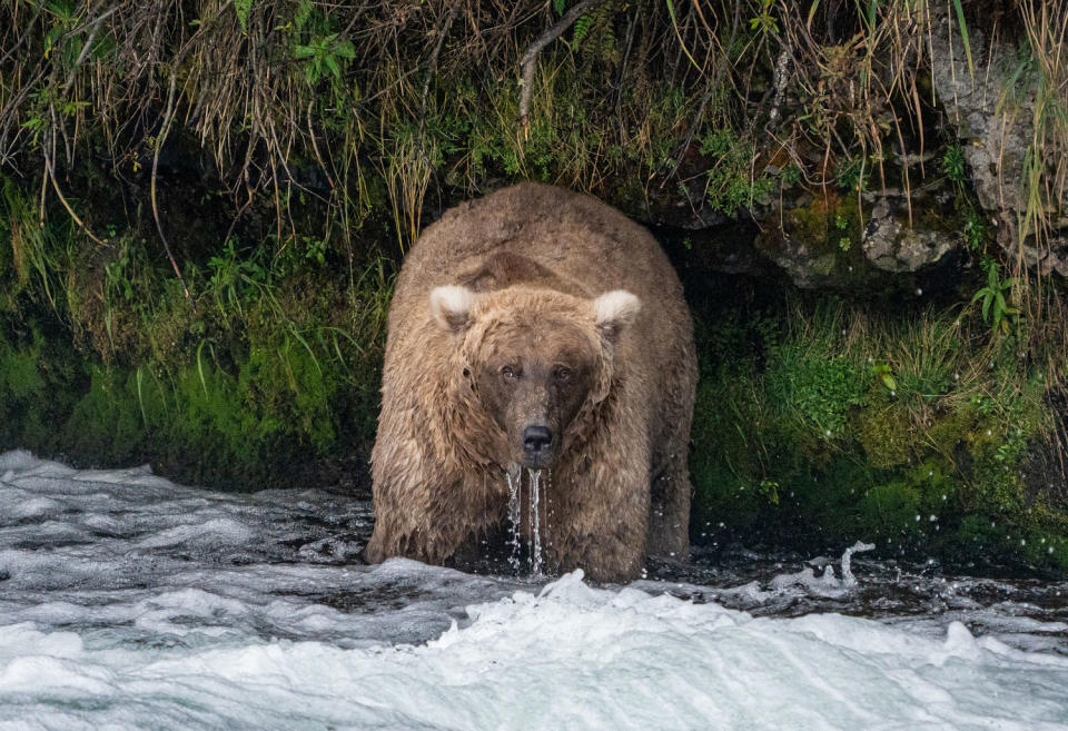 Bear 128, nicknamed 'Grazer,' on Sept. 14, 2023. (F. Jimenez / Katmai National Park and Preserve)