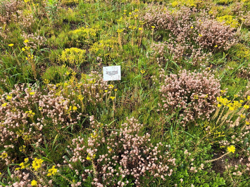 Flowers bloom on the green roof at the World Wildlife Fund building in Washington D.C.&nbsp; (Photo: Dan Friedell/WTOP via AP)