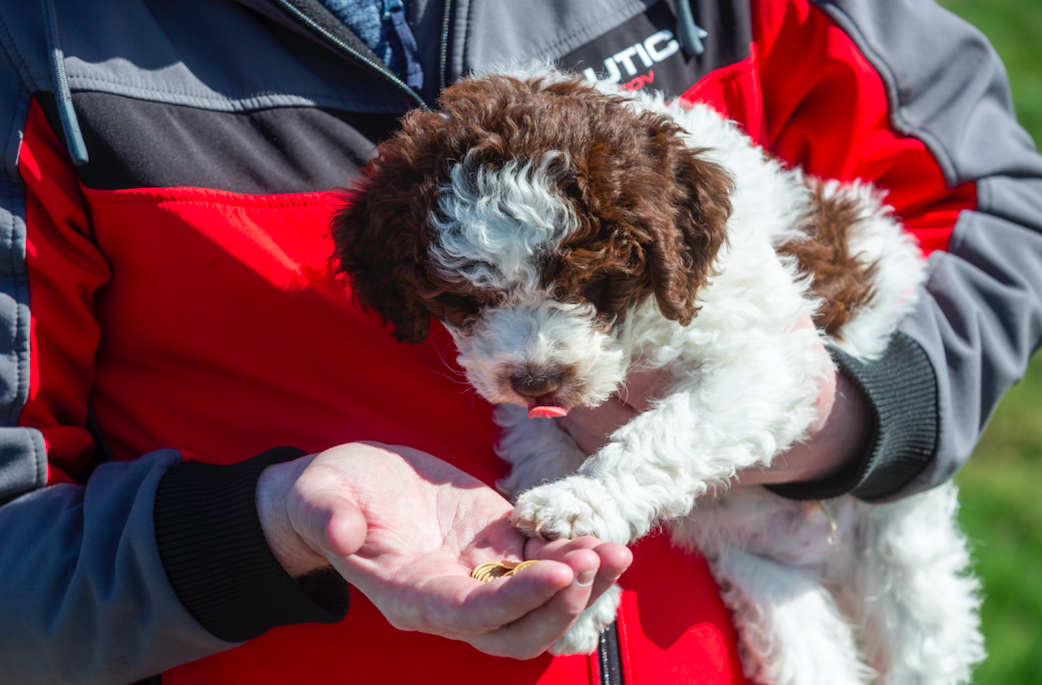 Puppy Ollie has dug up sovereign coins worth nearly £6k. (SWNS)