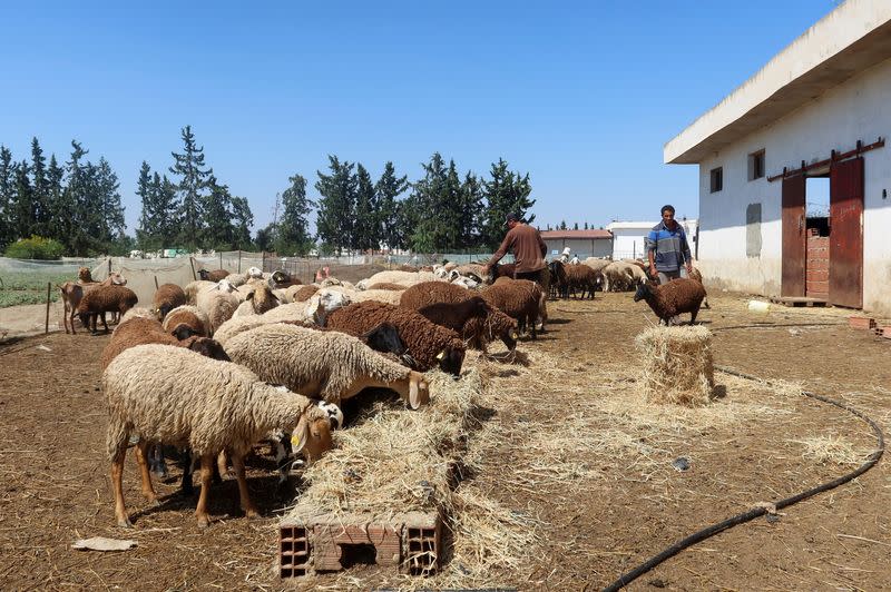 Tunisian farmer Nabil Rhimi feeds his sheep at his farm in Borj El Amri