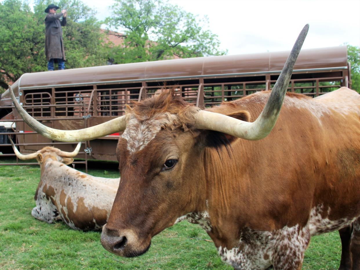 Will Cradduck records Western Heritage Day at Hardin-Simmons University on Thursday using his cellphone, a tool not many cowboys had back in the day. In the foreground is Sunflower, one of two Texas longhorns brought from the state herd at Fort Griffin in Albany.