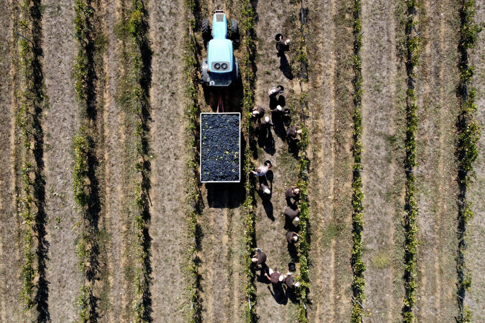 Trabajadores recolectan uvas Petit Verdot en el viñedo de Casale del Giglio, en Latina, cerca de Roma, el miércoles 16 de septiembre de 2020. (AP Foto/Alessandra Tarantino)