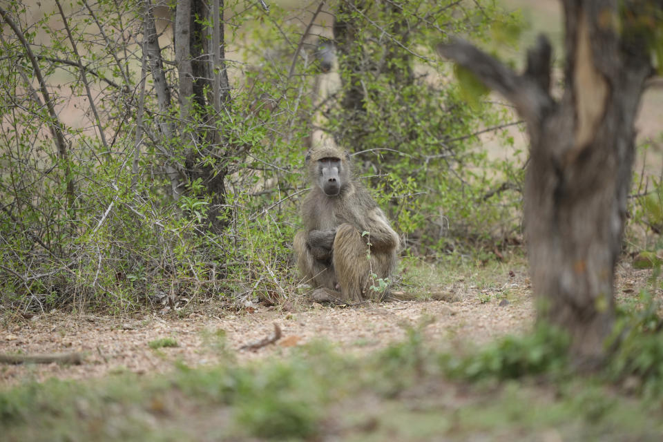 A baboon is seen in Gonarezhou National Park, Sunday, Oct. 29, 2023. In Zimbabwe, recent rains are bringing relief to Gonarezhou, the country's second biggest national park. But elsewhere in the wildlife –rich country, authorities say climate change-induced drought and erratic weather events are leading to the loss of plants and animals. (AP Photo/Tsvangirayi Mukwazhi)