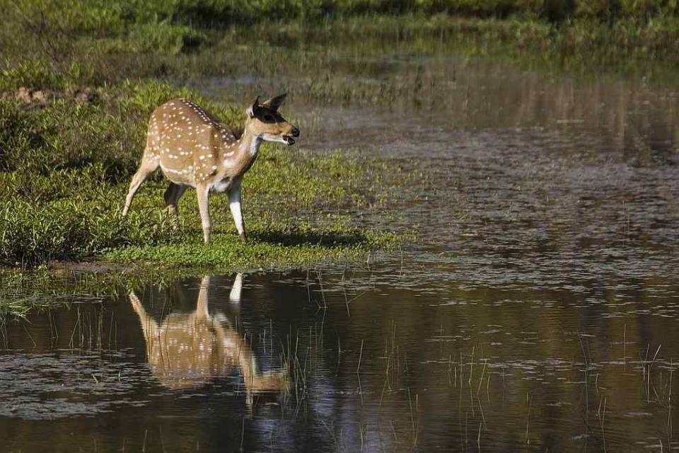 Travel Wildlife Chital India