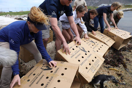 Kristen Hannigan, senior trainer at Georgia Aquarium, helps in the release of penguin chicks that were rehabilitated by the Southern African Foundation for the Conservation of Coastal Birds (SANCCOB) at Stony Point near Cape Town, South Africa, December 8, 2016. Georgia Aquarium/Addison Hill/Handout via REUTERS