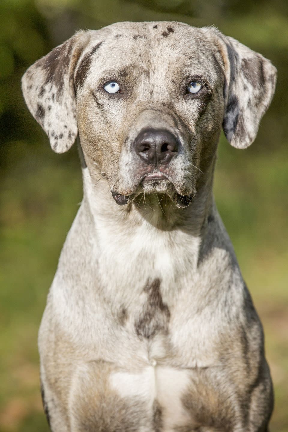 5) Catahoula Leopard Dog