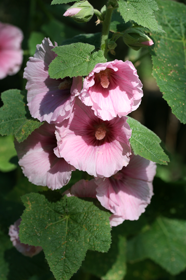 A pink hollyhock with dark centers is a joy to enjoy.