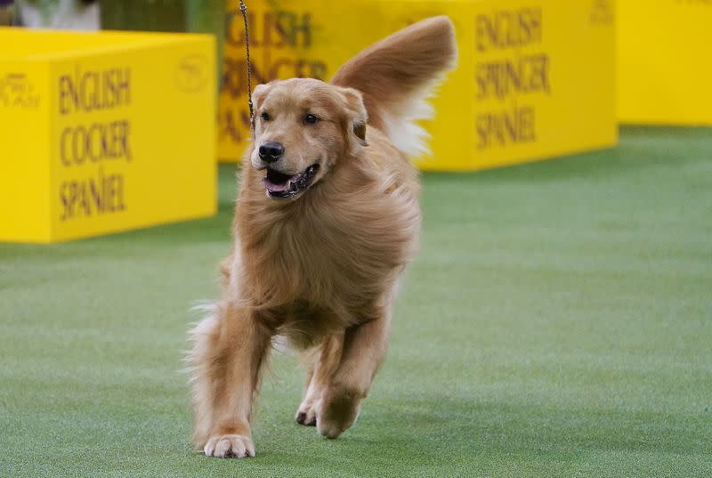 2020 Westminster Kennel Club Dog Show at Madison Square Garden in New York City