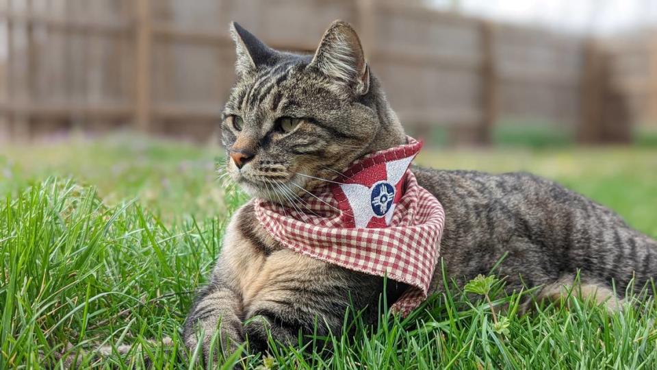 The late Snicker, who is the inspiration for the new Snick’s Cat Cafe coming to the Shops at Tallgrass. Courtesy photo