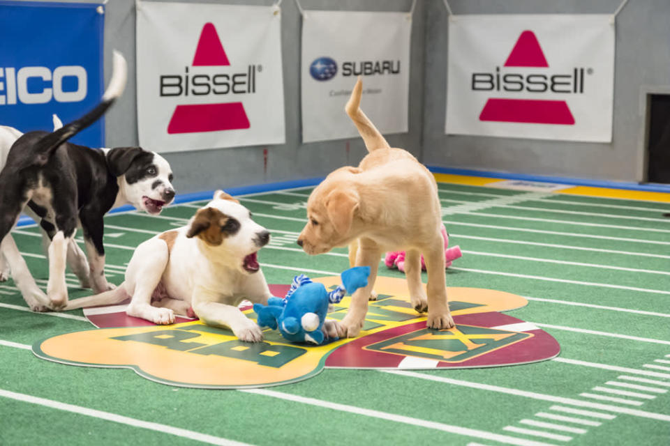 Puppy Bowl IX - Animal Planet