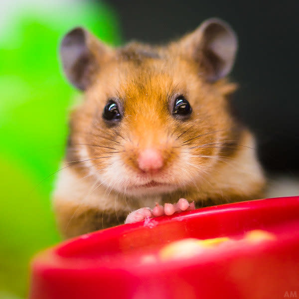 Curly is a 3-month-old Syrian hamster and he stands in for the tidal wave of hammies and other pocket pets the shelter has surrendered to it, usually due to unwanted litters.   As spokes-hamster, Curly would like to let everyone know that the shelter has hamsters, rats, guinea pigs and rabbits available for adoption.   Many adopters aren't aware that shelters have these little guys and often turn to a pet store before looking at their local shelter.  Not only are shelters a great source for pocket pets, but counselors are also adept at providing information and resources for small mammal adopters.   Pocket pets aren't only for kids. They make great pets for busy professionals who enjoy having someone to come home to.   Curly and his other small buddies are housed at <a href="https://www.facebook.com/humanesocietysv?fref=ts" target="_blank">Humane Society Silicon Valley</a>'s Petco West San Jose and Petco Sunnyvale Neighborhood Adoption Centers. 