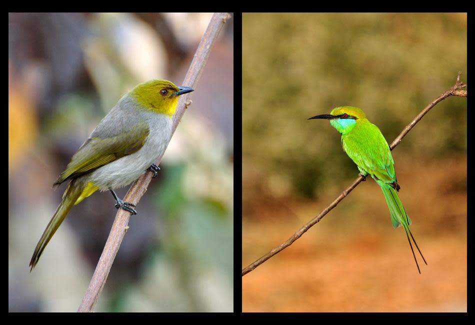 A threatened species like the Yellow Throated Bulbul or our friendly neighborhood Green Bee Eater, they are all around. Matanga Hill is probably the best place to sight the very shy Yellow Throated Bulbuls. Watch out for groups of them flying from tree to tree, twittering all along.<br>