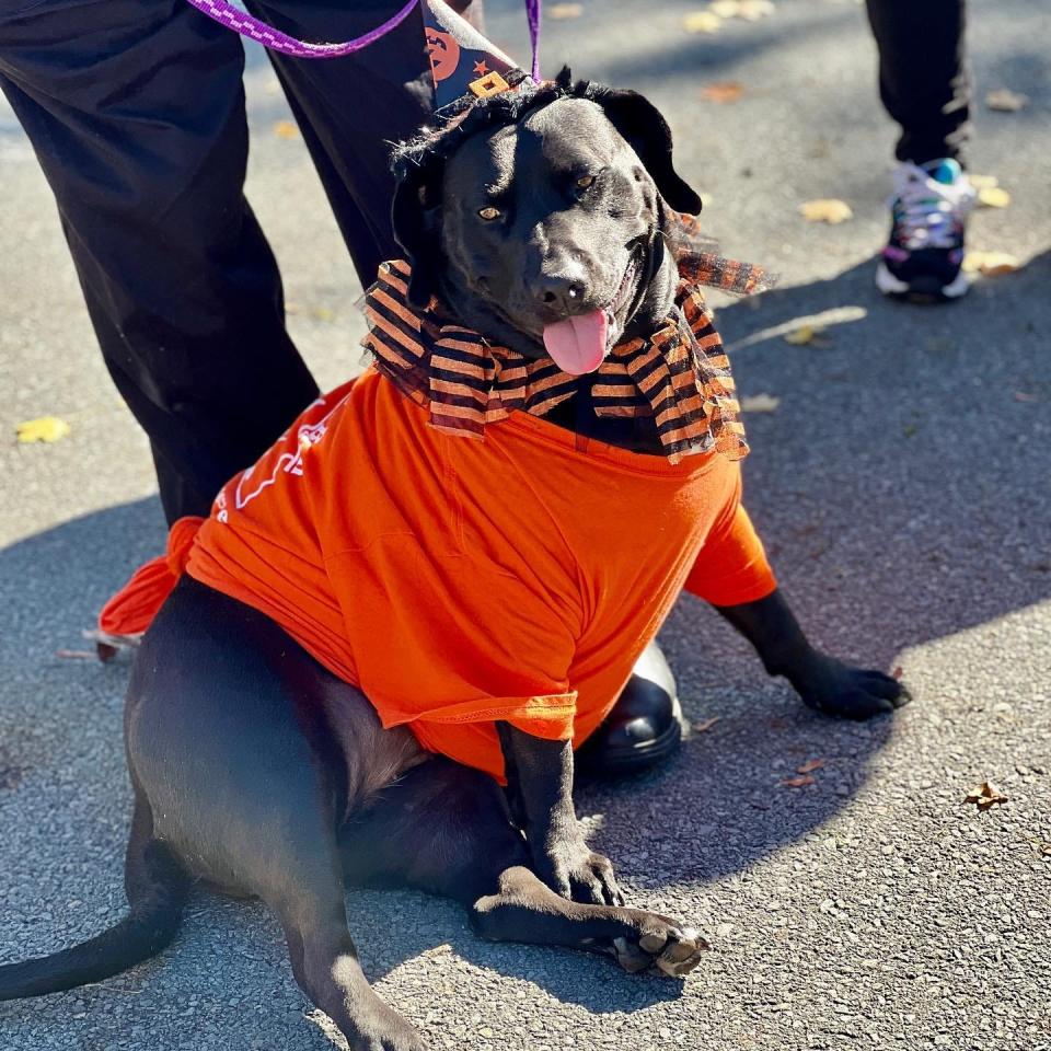 Honesdale Rotary Club held a "Pet Pawrade" in Central Park last October. Part of the proceeds were earmarked for equipment for the future dog park. The park could be completed as soon as late 2023, borough council reports.