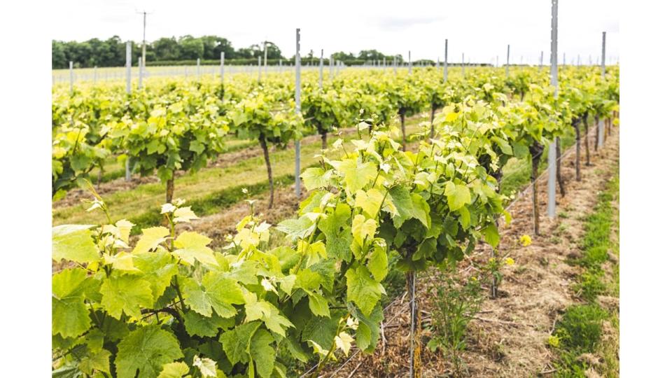 Langham's Wine Estate - view of grape vines