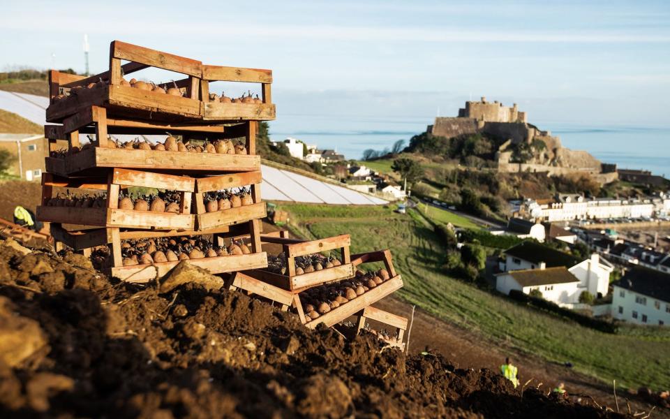 The first of the Jersey Royals are picked in March