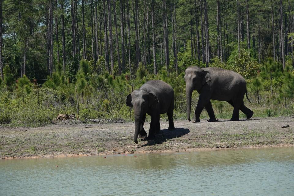 White Oak Conservation Elephants