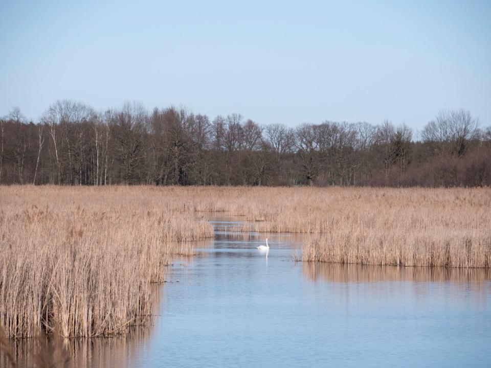 Nordöstlich von Dresden befindet sich die Oberlausitzer Heide- und Teichlandschaft. Vor allem das Übergangsklima vom atlantischen zum kontinentalen Wetter prägt das Gebiet aus über 350 jahrhundertealten Teichen, Waldflächen, Wiesen mit seltenen Gladiolen und Orchideen sowie Mooren und Sanddünen. Das Reservat bietet zudem Seeadlern sowie einem der größten Fischotterbestände Deutschlands Raum zum Leben. (Bild: iStock/Holger Spieker)