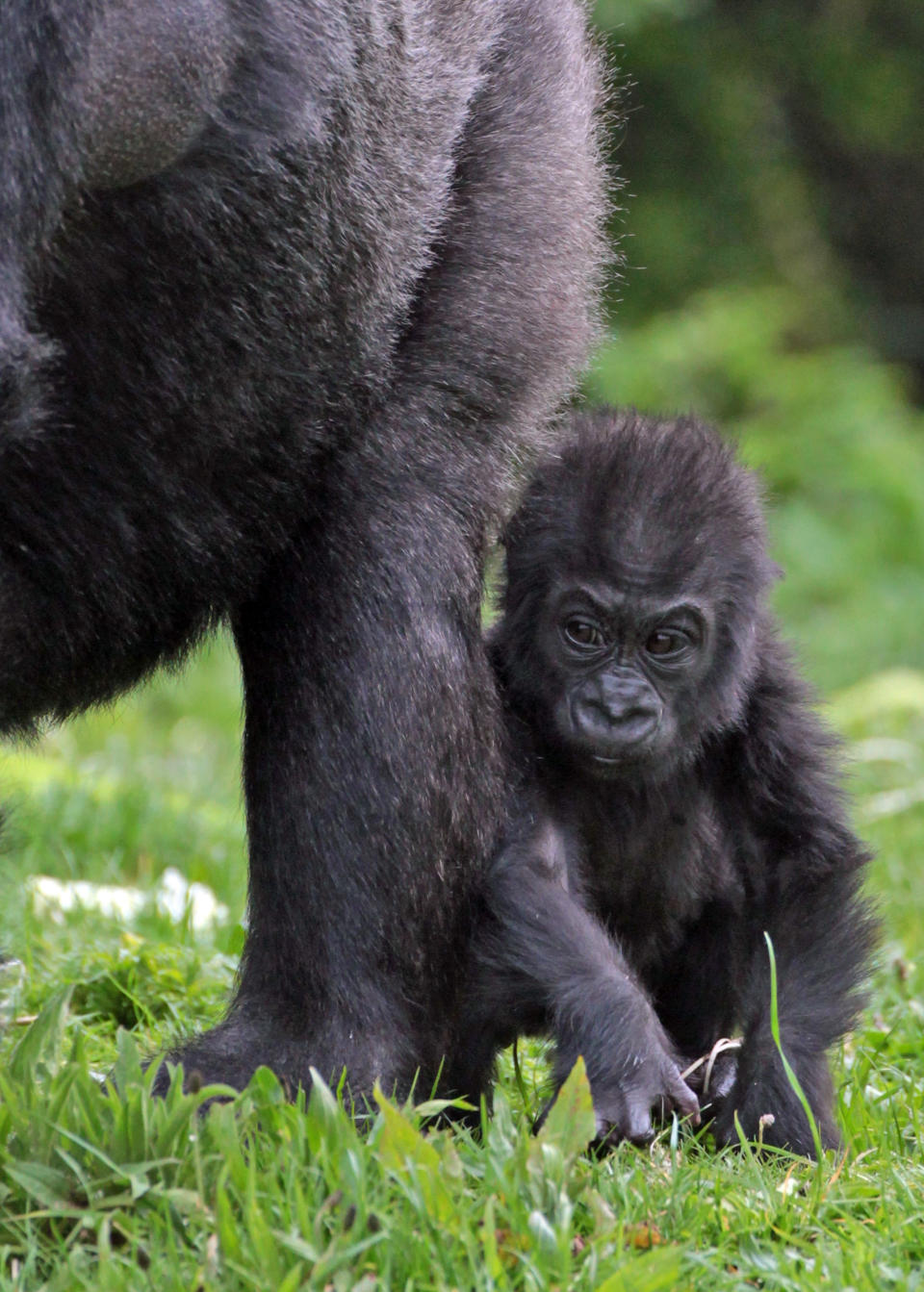 BRISTOL, ENGLAND - MAY 04: Bristol Zoo's baby gorilla Kukena takes some of his first steps as he ventures out of his enclosure with his mother Salome at Bristol Zoo's Gorilla Island on May 4, 2012 in Bristol, England. The seven-month-old western lowland gorilla is starting to find his feet as he learns to walk having been born at the zoo in September. Kukena joins a family of gorillas at the zoo that are part of an international conservation breeding programme for the western lowland gorilla, which is a critically endangered species. (Photo by Matt Cardy/Getty Images)