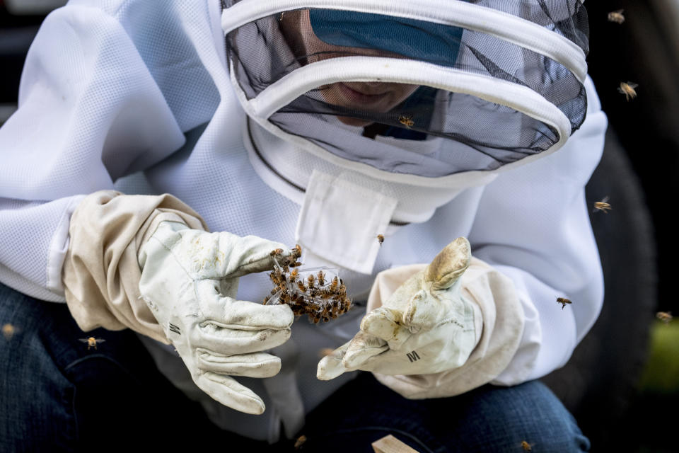 Beekeeper Erin Gleeson pulls out a bee clip containing a queen bee in a new hive location on the corner of the Residence of the Swiss Ambassador, Jacques Pitteloud, the Swiss ambassador to the U.S., has offered for captured swarms of honeybees in Northwest, Monday, April 20, 2020, in Washington. (AP Photo/Andrew Harnik)