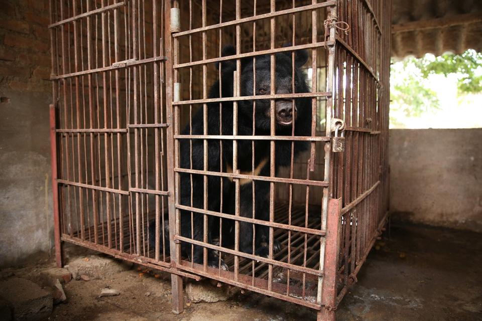 bear rescue