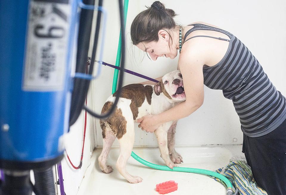 Many dog owners decide to bathe and groom their dog at home, while others opt for a professional dog washing experience