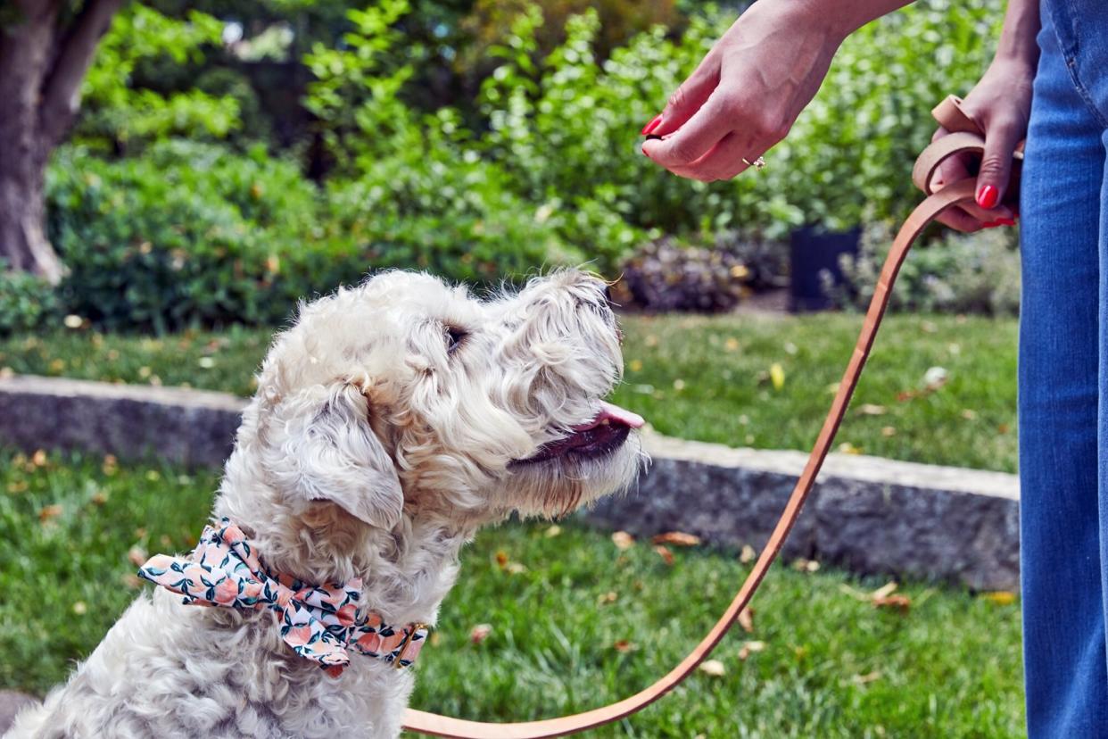 woman giving a dog a treat; basic cues for training your dog