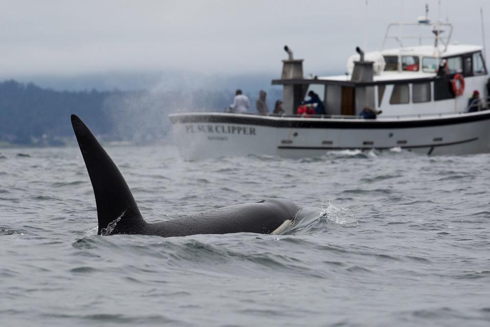 Ein Orca schwimmt auf ein Boot zu. - Copyright: Chase Dekker Wild-Life Images / Getty Images