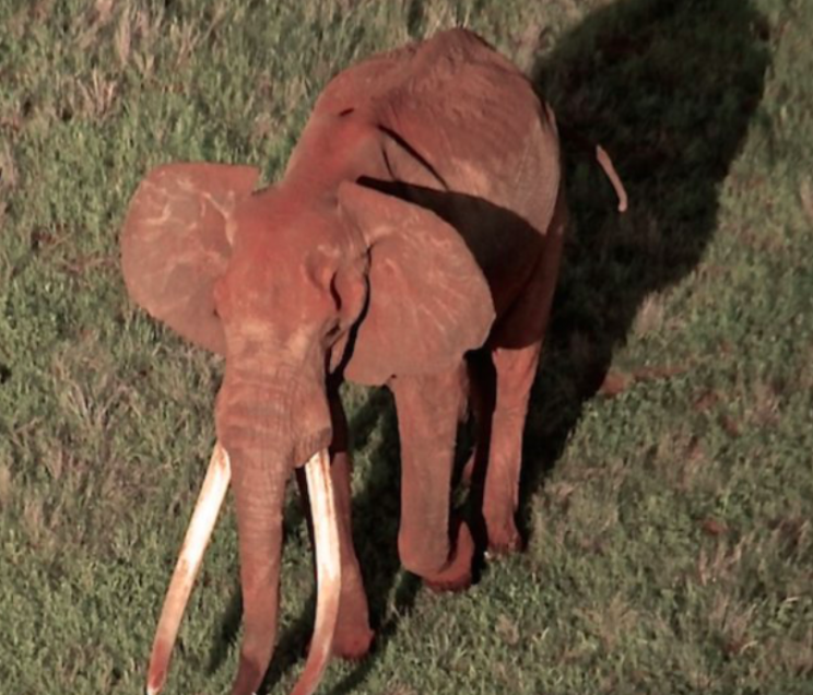 At around 50 years old, Satao II was one of Africa's oldest elephants (Tsavo Trust)